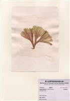 藏品(扇形囊膜藻)的圖片